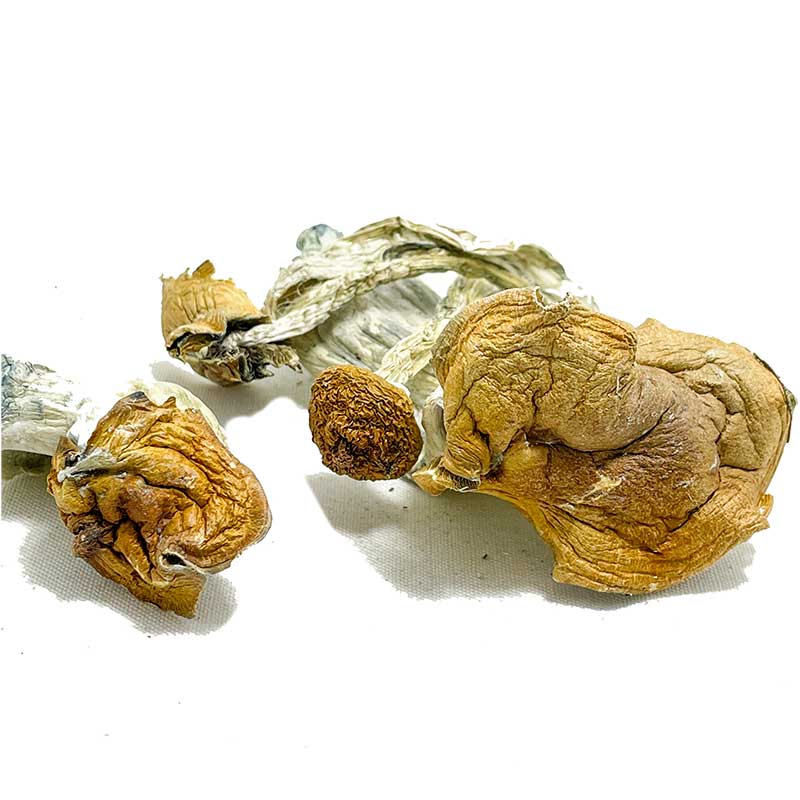 Malabar Coast Magic Mushrooms - Image 2