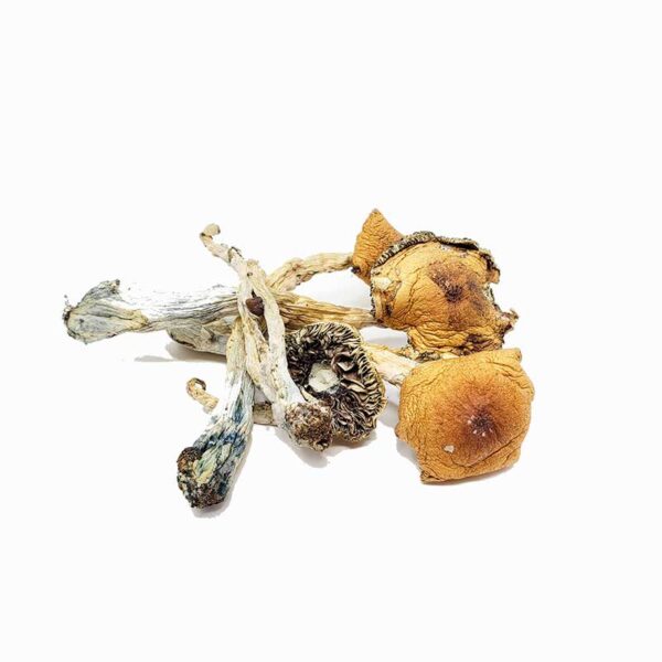 Puerto Rican Magic Mushrooms - Image 2