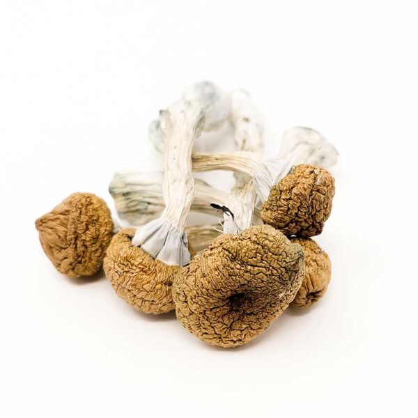 Texas Yellow Caps Magic Mushrooms - Image 2