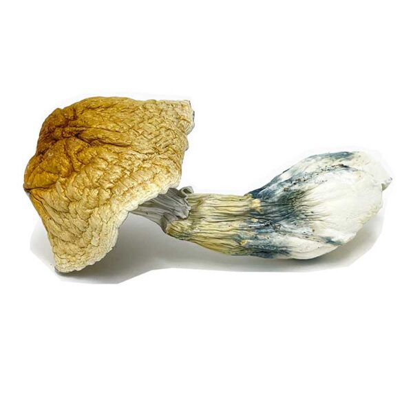 African Transkei Mushroom - Image 3