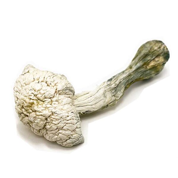 Albino Avery Mushroom - Image 3