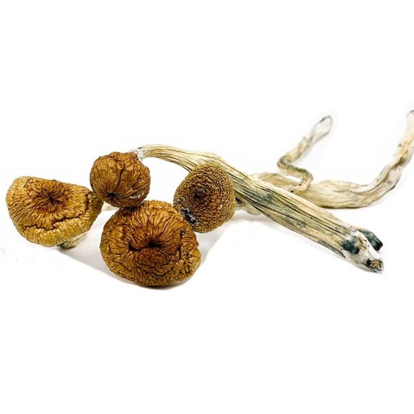 Blue Angels Magic Mushrooms - Image 3
