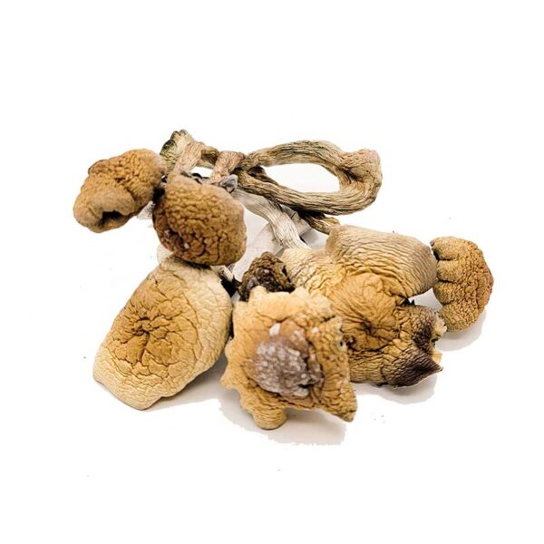 B+ Magic Mushrooms - Image 3