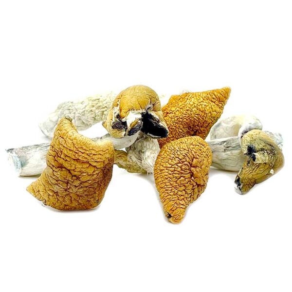 Golden Teacher Magic Mushrooms - Image 3