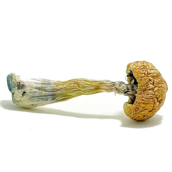Puerto Rican Magic Mushrooms - Image 3