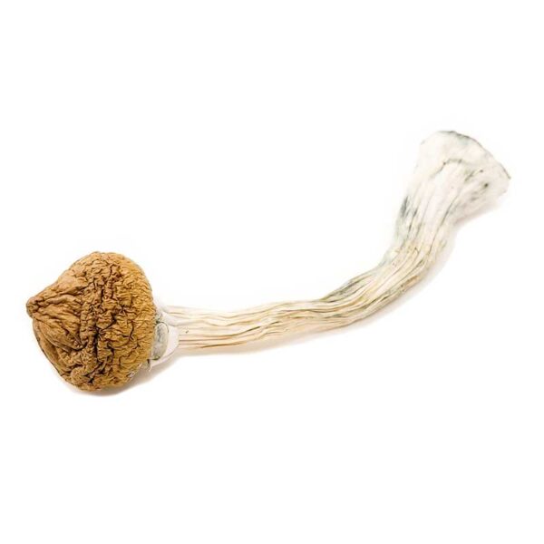 Texas Yellow Caps Magic Mushrooms - Image 3